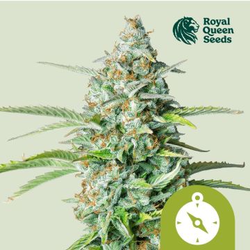 Northern Light Automatic (Royal Queen Seeds) 5 zaden