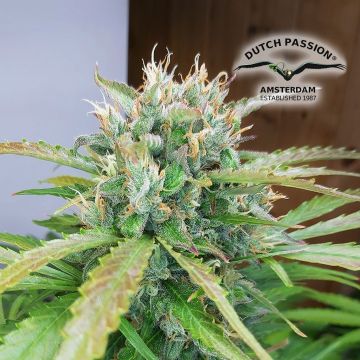 Auto Orange Bud (Dutch Passion) 3 zaden