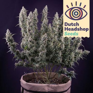 Auto Permanent Marker (Huismerk)