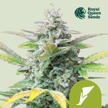 Quick One Autoflower (Royal Queen Seeds) 5 zaden