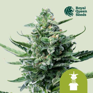 Royal Jack Automatic (Royal Queen Seeds)