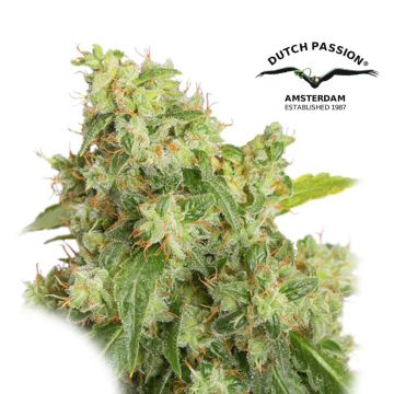 Auto Xtreme (Dutch Passion) 3 zaden