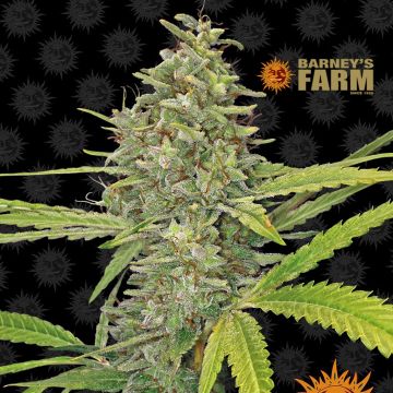 G13 Haze (Barney’s Farm) 5 zaden