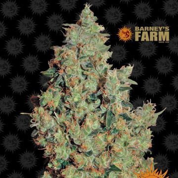 Tangerine Dream (Barney's Farm) 5 zaden