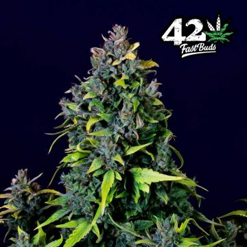 CBD Auto 20:1 (Fast Buds)