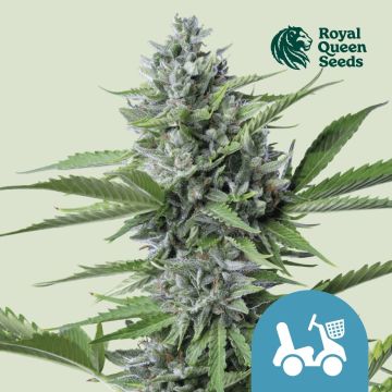 Fast Eddy Automatic CBD (Royal Queen Seeds) 5 zaden