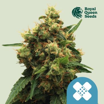 Painkiller XL (Royal Queen Seeds) 5 zaden