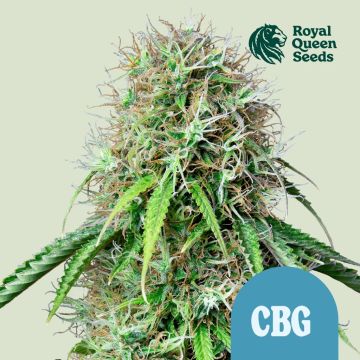 Royal CBG Automatic (Royal Queen Seeds)