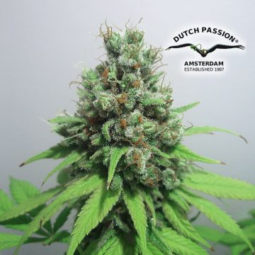 CBD Skunk Haze (Dutch Passion / CBD Crew) 5 zaden