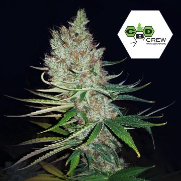 CBD Therapy (CBD Crew) 5 zaden