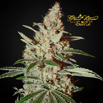 Chemdog (Greenhouse Seeds) 3 zaden