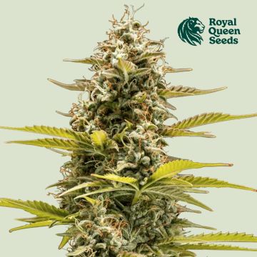 Cosmos F1 Auto (Royal Queen Seeds)