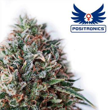 CBD+ Critical #47 (Positronics) 5 zaden