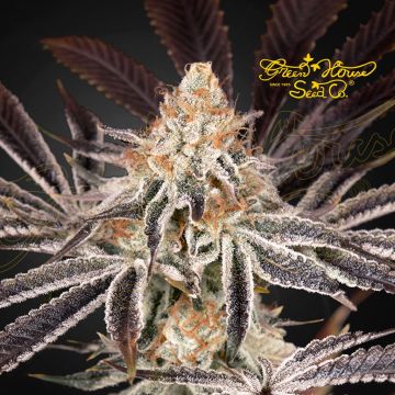 Dark Phoenix (Greenhouse Seeds)