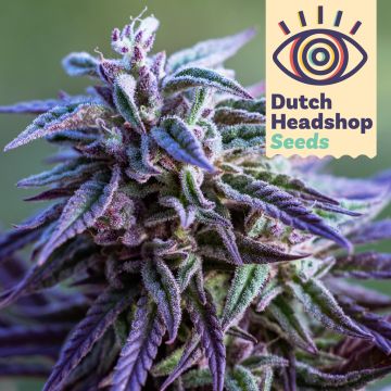 Auto Purple Haze (Huismerk)