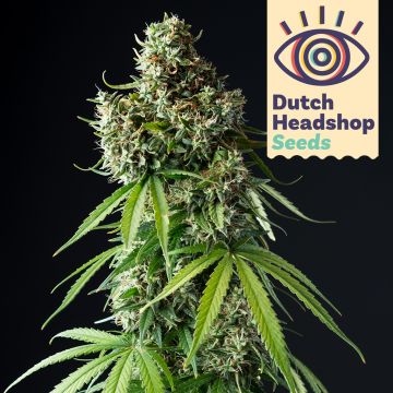 USA Autoflower Mix (Huismerk) 5 zaden