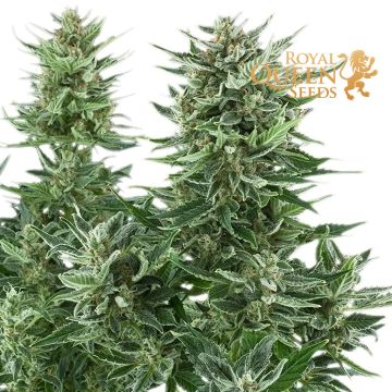 Easy Bud Autoflower (Royal Queen Seeds) 5 zaden