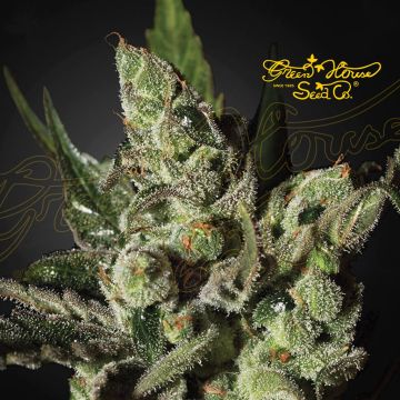 Exodus Cheese (Greenhouse Seeds) 5 zaden