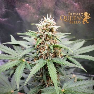 Fast Eddy Automatic CBD (Royal Queen Seeds) 5 zaden