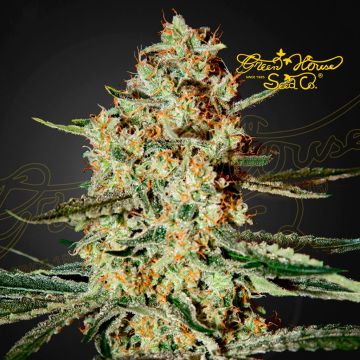 Himalaya Gold (Greenhouse Seeds) 5 zaden