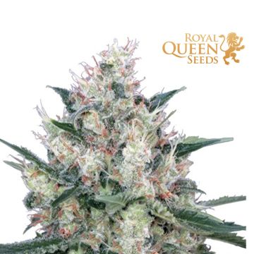 Honey Cream Fast Flowering (Royal Queen Seeds) 3 zaden