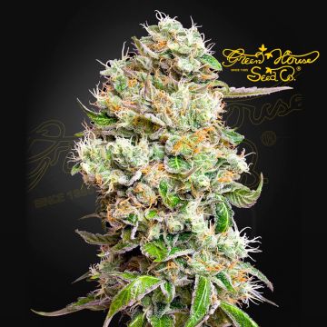 King's Kush Auto CBD (Greenhouse Seeds) 5 zaden