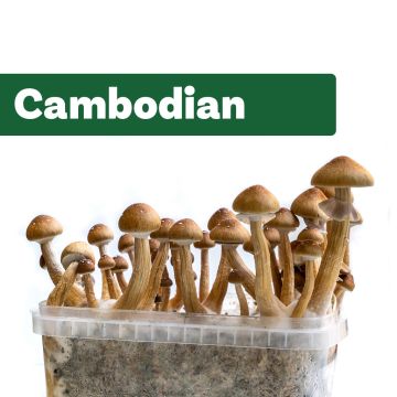 Paddo Kweekset Cambodian  (Ready-to-Grow Growkit)