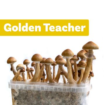Paddo Kweekset Golden Teacher (Ready-to-Grow Growkit)