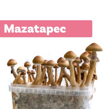 Paddo Kweekset Mazatapec (Ready-to-Grow Growkit)