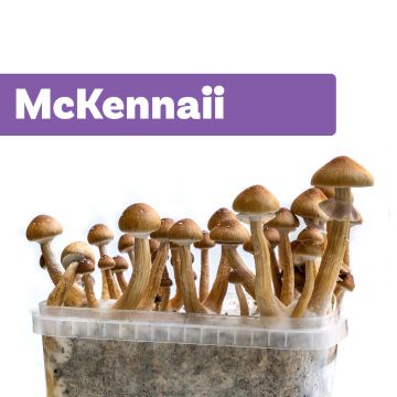 Paddo Kweekset McKennaii (Ready-to-Grow Growkit)