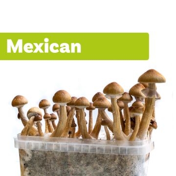 Paddo Kweekset Mexican (Ready-to-Grow Growkit)