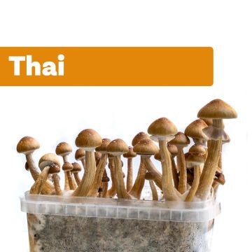 Paddo Kweekset Thai (Ready-to-Grow Growkit)