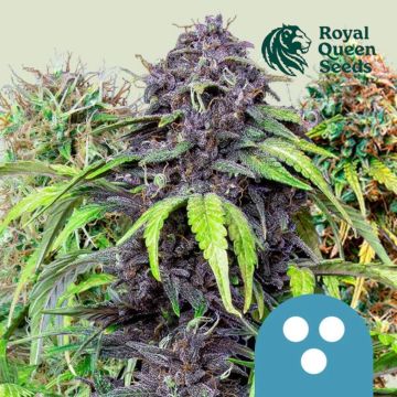 Medische Mix CBD (Royal Queen Seeds) 5 zaden