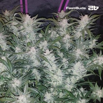 Mexican Airlines Auto (Fast Buds)