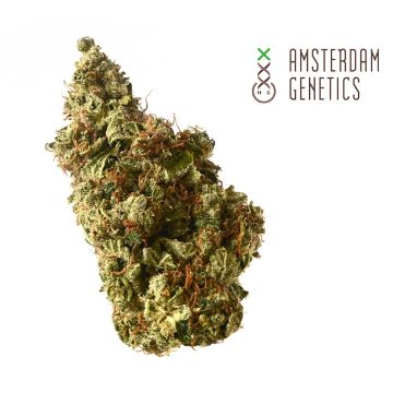 Milkshake Kush Autoflower (Amsterdam Genetics) 3 zaden