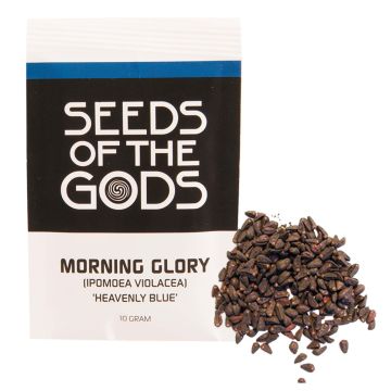 Morning Glory zaden [Ipomoea Violacea] (Seeds of the Gods) 10 gram