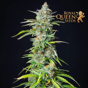 Northern Light Automatic (Royal Queen Seeds) 5 zaden