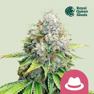 O.G. Kush (Royal Queen Seeds) 5 zaden