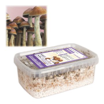 Paddo Kweekset McKennaii (Ready-to-Grow Growkit)