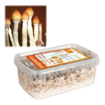 Paddo Kweekset Thai (Ready-to-Grow Growkit)