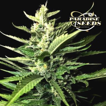 Auto Kong 4 (Paradise Seeds) 3 zaden