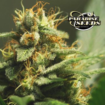 L.A. Amnesia (Paradise Seeds) 3 zaden