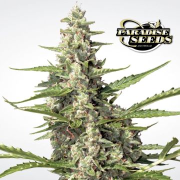 Pandora Autoflower (Paradise Seeds) 3 zaden