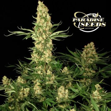 Wappa (Paradise Seeds) 3 zaden