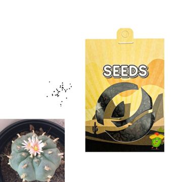Peyote Mescaline Cactus [Lophophora Williamsii] 20 zaden