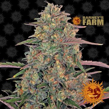 Pineapple Chunk (Barney's Farm) 5 zaden