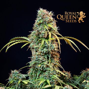 Royal CBDV Automatic (Royal Queen Seeds)