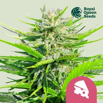 Royal Cheese Fast Flowering (Royal Queen Seeds) 5 zaden