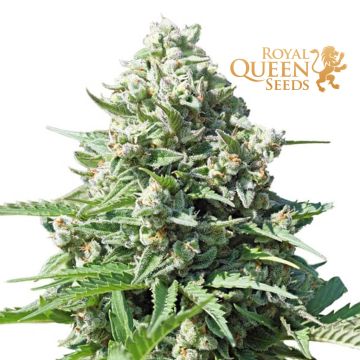 Royal Gorilla Automatic (Royal Queen Seeds) 3 zaden