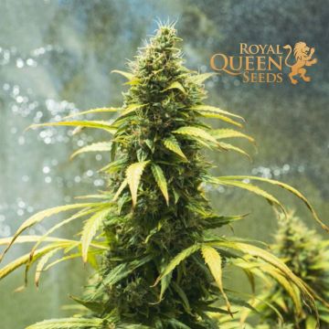 Royal Jack Automatic (Royal Queen Seeds)